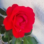 Rosanna 公寓 *