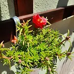 Rosanna Διαμέρισμα