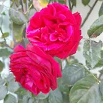 Rosanna *