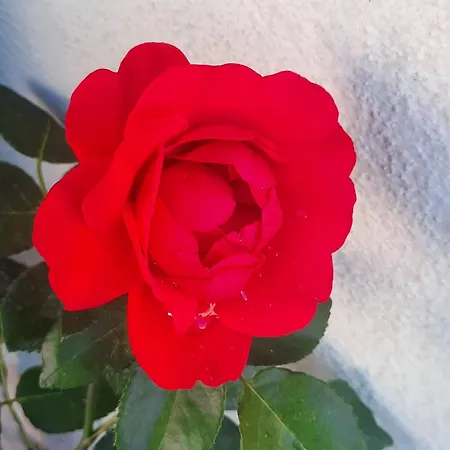 Rosanna Apartamento *