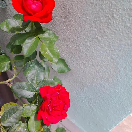 Διαμέρισμα Rosanna Σπολέτο