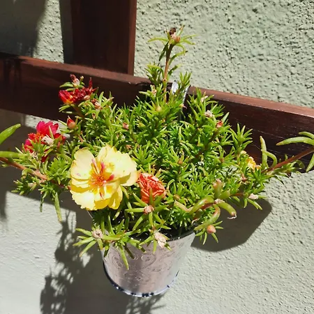 Rosanna Apartment Spoleto