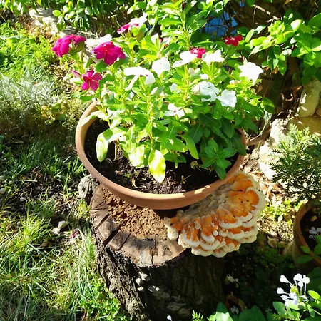 Rosanna * Spoleto