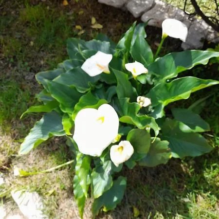 Rosanna * Spoleto