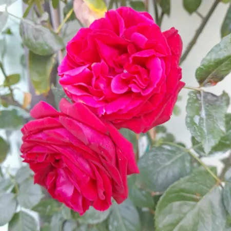 Rosanna *